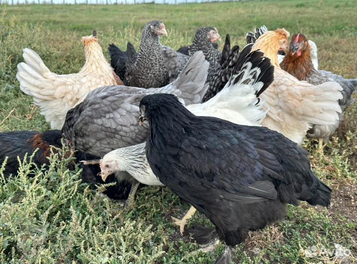 Куры молодки несушки