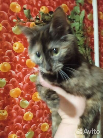 Кошечка подросшая в добрые руки