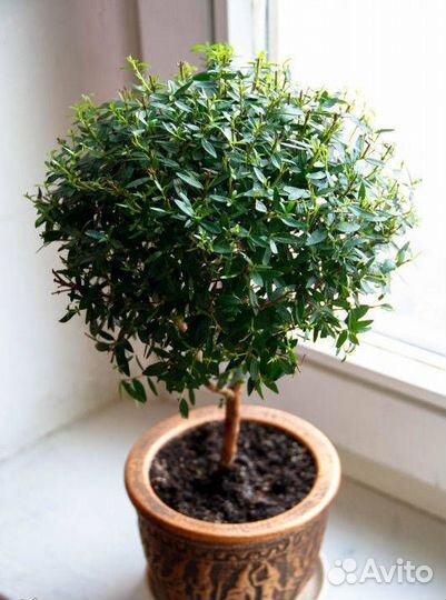 Миртовое дерево