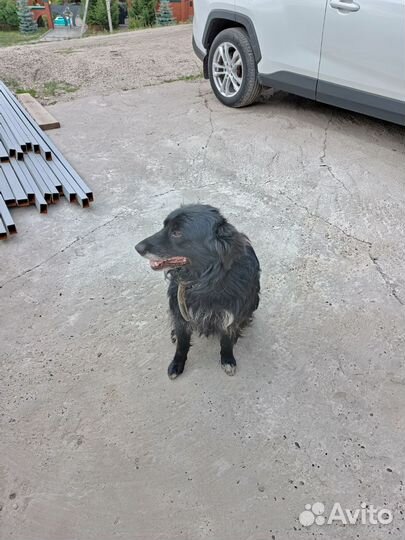 Найдена собака