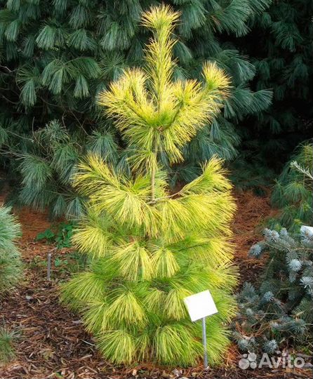 Сосна Веймутова Луи(Louie) С4 30-40см