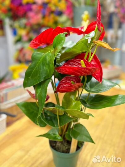 Комнатные растения:Антуриум крупный