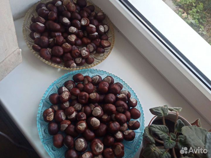 Шишки, желуди, каштаны сухие листья