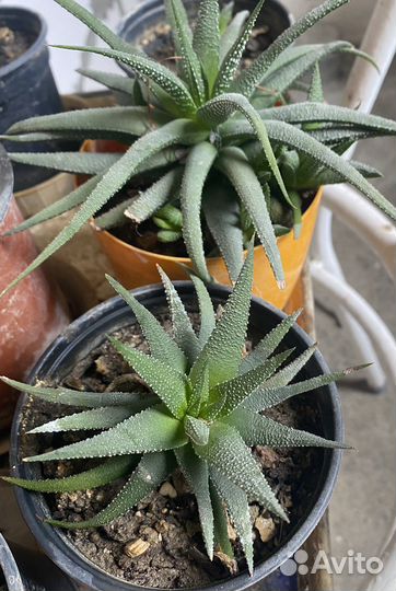 Комнатные растения