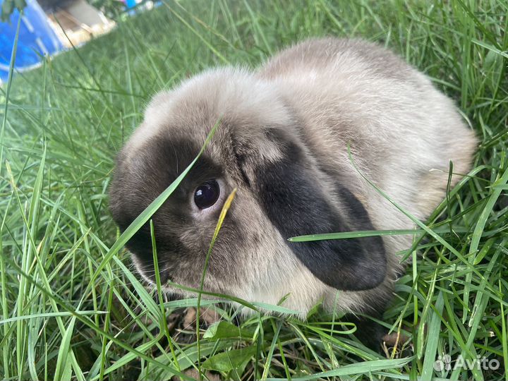 Декоративные кролики вислоухие