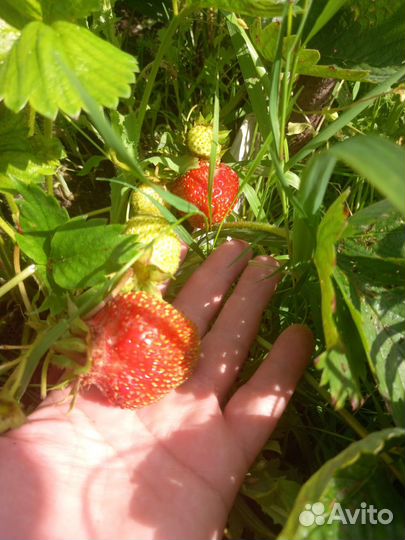 Рассада клубники, земляники