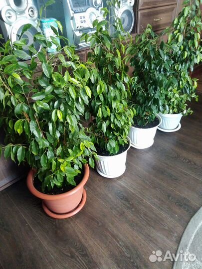 Комнатные цветы Фикус