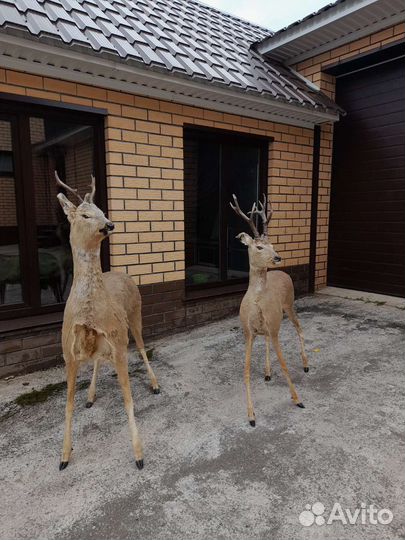 Чучело косули