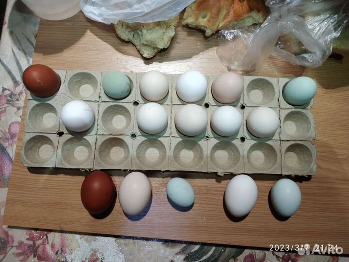 Инкубационное яйцо
