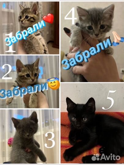 Котята бесплатно