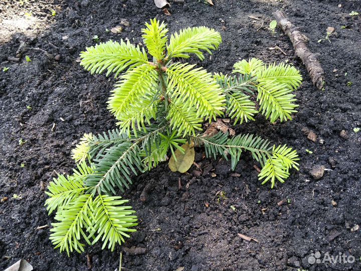 Пихта Нордмана