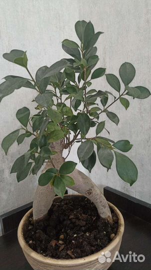 Спатифиллум