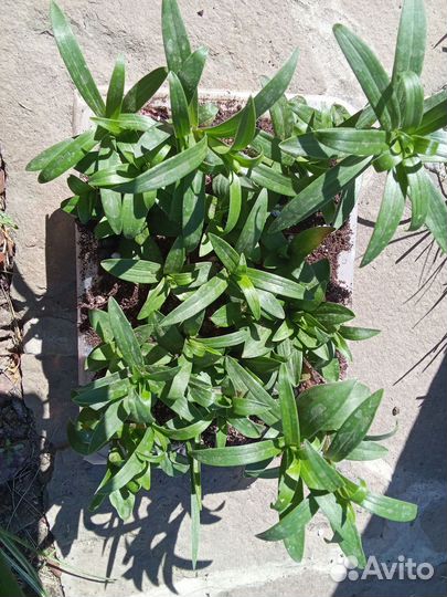 Лилия детки