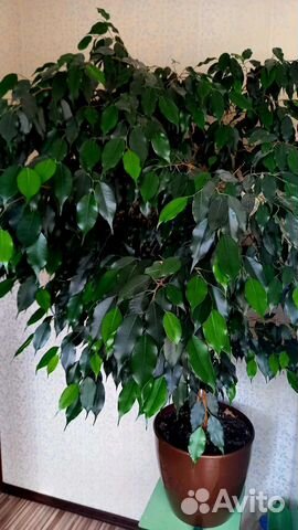 Фикус Бенджамина большой