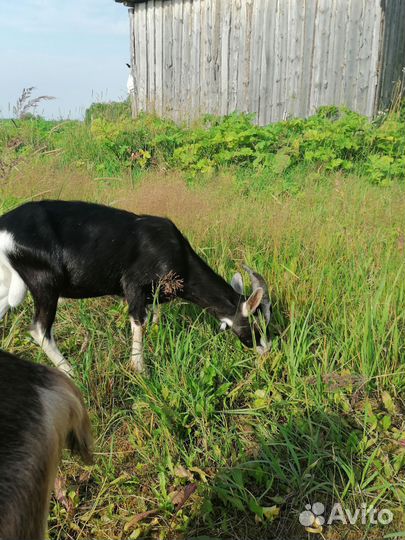 Козлик альпийский
