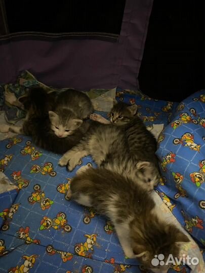 Домашние котята
