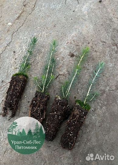 Зкс Сосна сеянцы Ели Лиственницы окс Голуб Горная