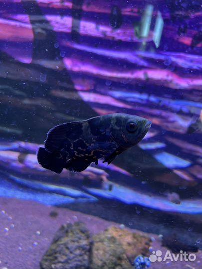 Астронотусы