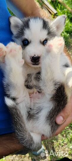 Щенки сибирской хаски
