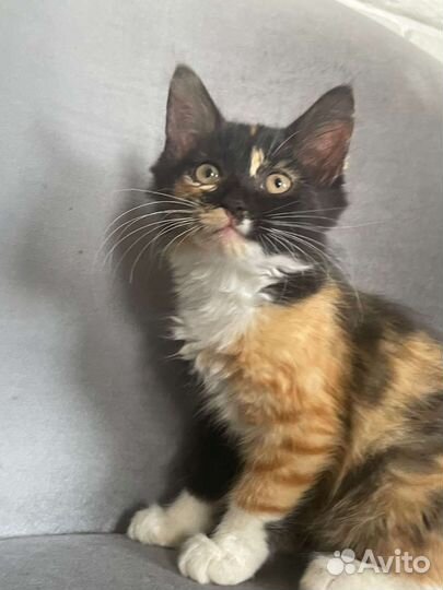 В добрые руки