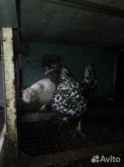 Фазаны, куры и инкубационное яйцо