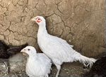 Фазан белый румынский фазан