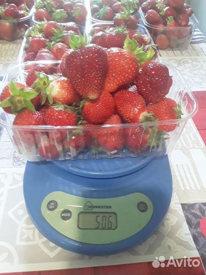 Рассада клубники альба