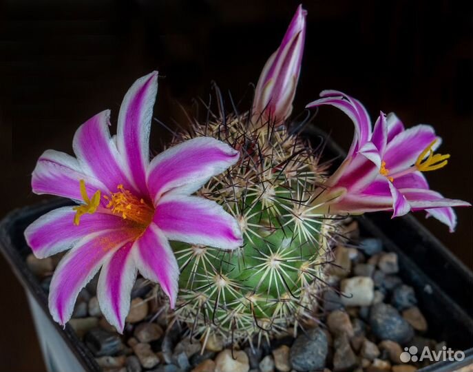 Семена кактусов