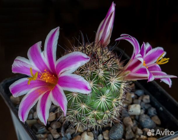 Семена кактусов