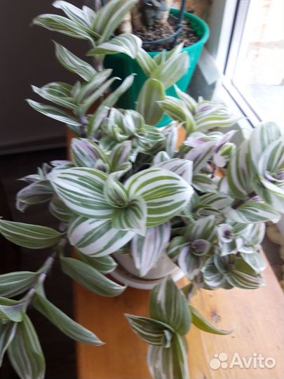 Комнатные растения