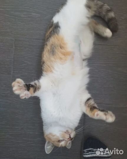 Бесплатно стерильная кошка