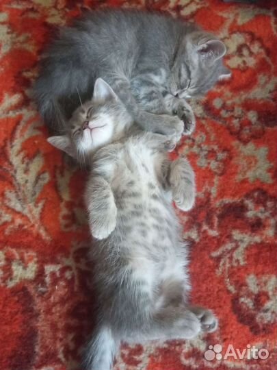 Кошки в добрые руки бесплатно