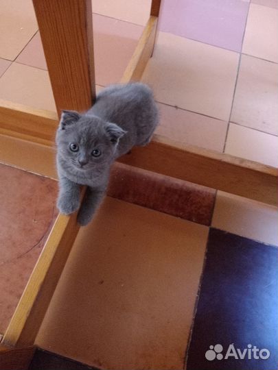 Британские вислоухие котята