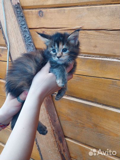 Красивые котята мейнкун