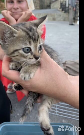 Котенок Персик