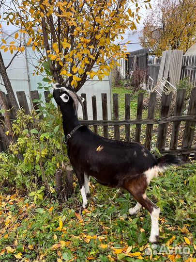 Козье молоко