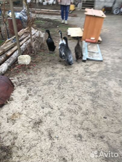 Продаю уток Индийский бегунок