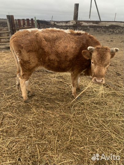 Коровы и телки стельные