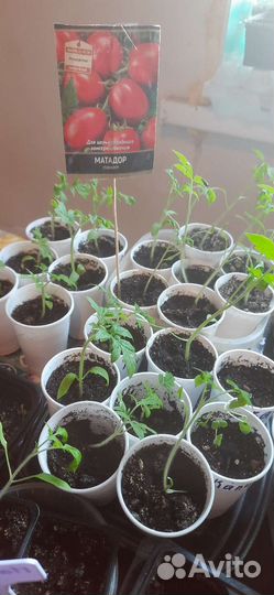 Рассада помидор