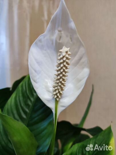 Сортовые Фуксии, Пеларгонии, Спатифиллум, эчеверии