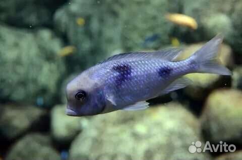 Дельфин Аквариумные рыбки цихлида малави