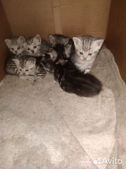 Котята