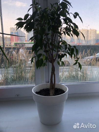 Юкка, фикус, шефлера, молочай