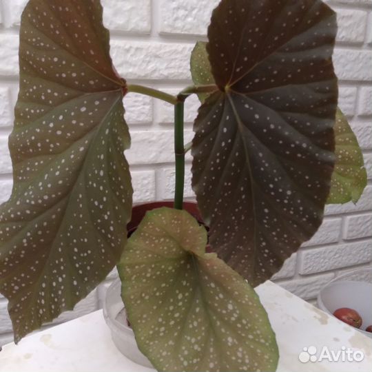 Бегония кейн