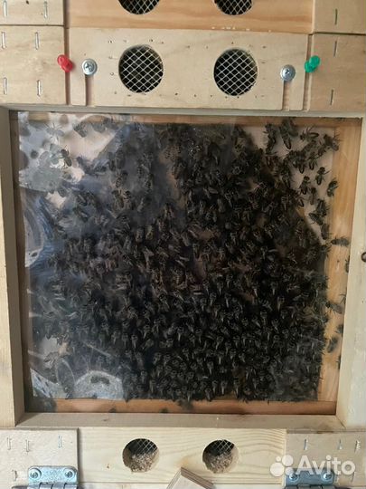 Пчелопакеты