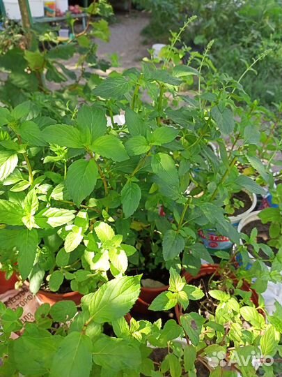 Сортовая мята с разными вкусами и ароматами