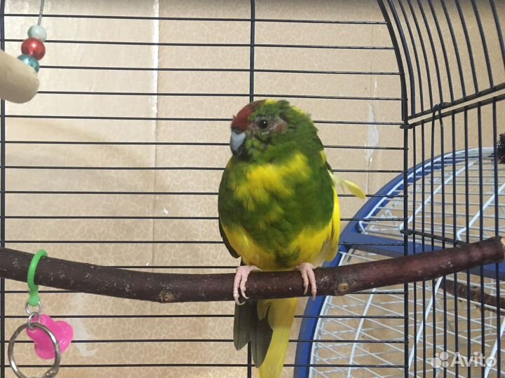 Попугай какарик