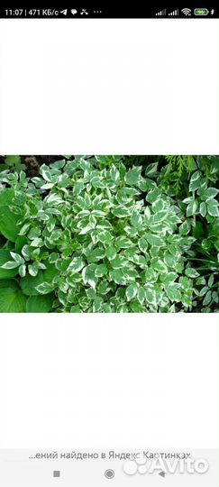 Сныть. Прекрасный ковëр для озеленения участка