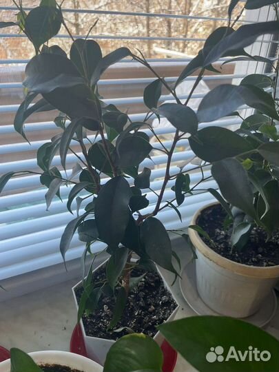 Фикус бенджамина большой