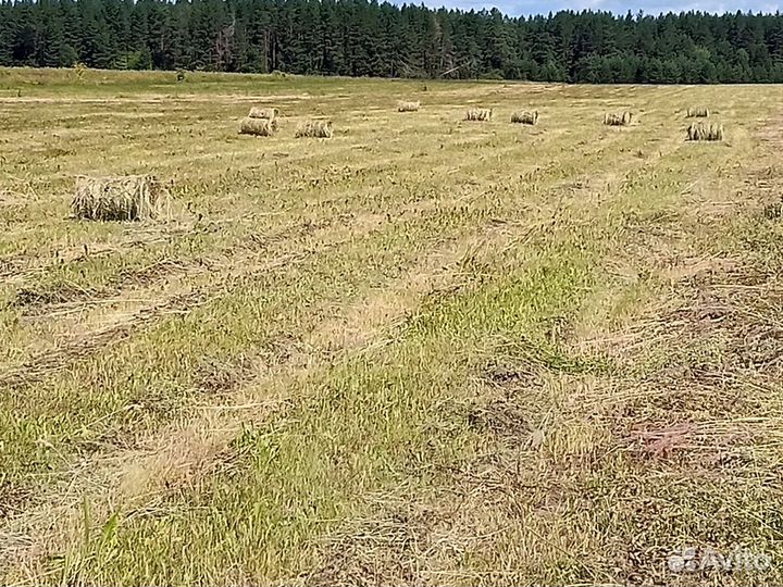 Продам сено в рулонах
